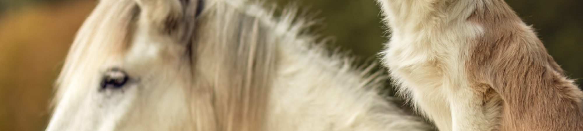 Animal Production
