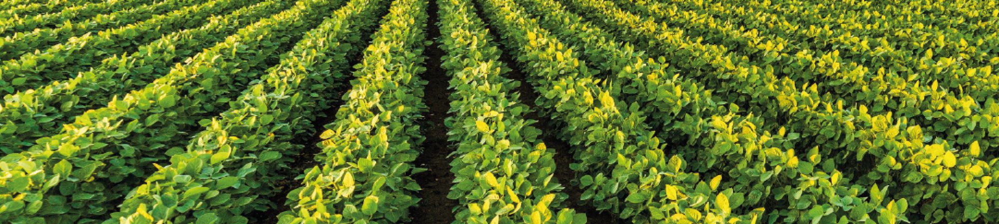 Crop Production